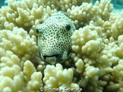 Relaxing pufferfish in soft coral by Jimmela Sabanate 